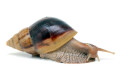 Lissachatina fulica hamillei juvenil